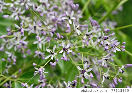 Sendan Flower Sendan Flower 77113559
