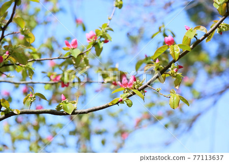 卡琳的花 卡琳的花 77113637