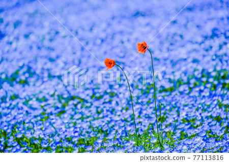 Nemophila和罌粟 77113816