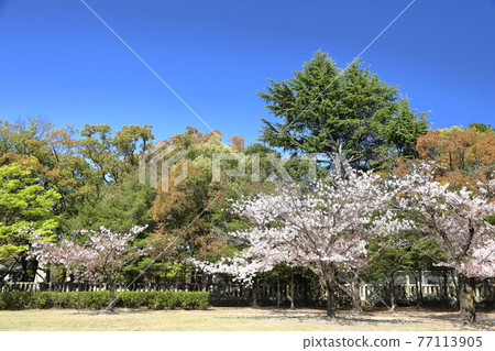 東毛屋敷公園的櫻花 東毛屋敷公園的櫻花 77113905