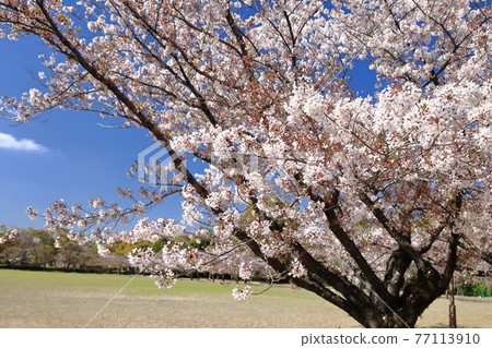 Cherry blossoms in Azumaoyashiki Park ② 77113910