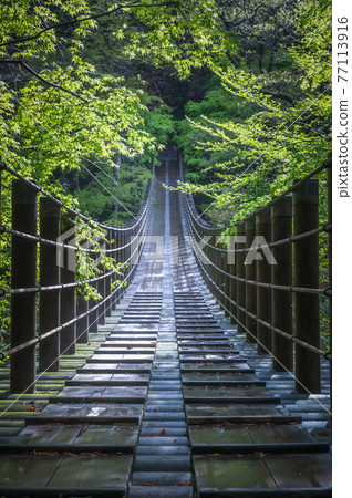 花貫峽 鮮綠潮見吊橋 77113916