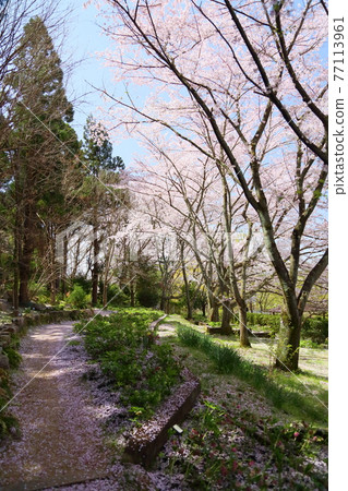 盛開的櫻花 77113961