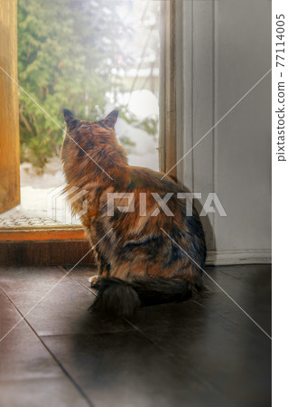 Maine Coon cat sits at the open door to the street. Cat looks at the street sitting at the exit. Rear view, silhouette. Sunny light. Maine Coon cat sits at the open door to the street. Cat looks at the street sitting at the exit. Rear view, silhouette. Sunny light. 77114005
