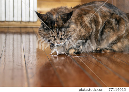 Cat caught the mouse. Cat holds mouse in its teeth. Cat caught the mouse. Cat holds mouse in its teeth. 77114013