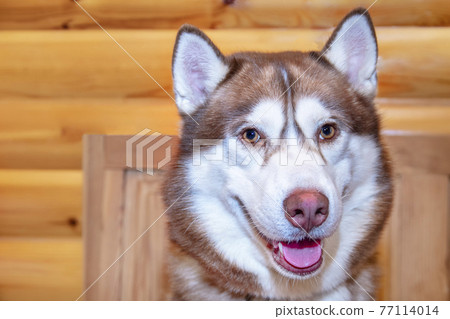 Portrait red siberian husky dog close up. 77114014