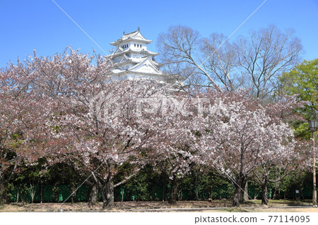 Himeji Castle seen through the cherry blossoms in Azumaoyashiki Park [horizontal] ⑤ 77114095