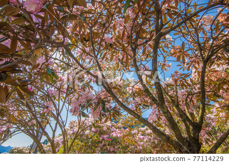 Rhododendron in Hoshi no Hana Park 77114229