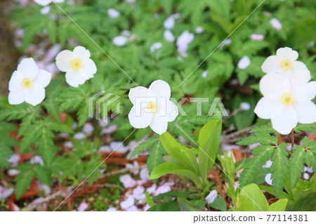 Ichirin soak flower 77114381