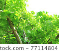 Bright green leaves (background material) Bright green leaves (background material) 77114804