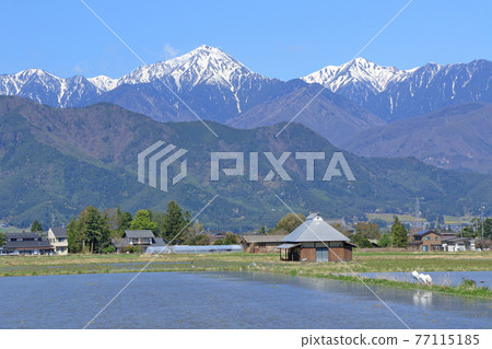 Spring in Azumino Countryside and Northern Alps 77115185