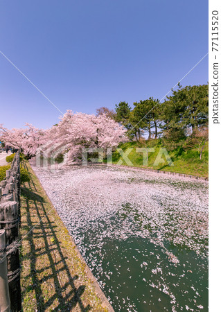 盛開的弘前市弘前公園 盛開的弘前市弘前公園 77115520