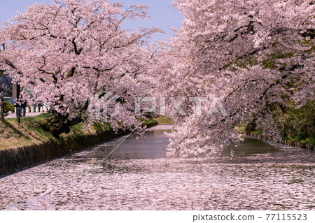 盛開的弘前市弘前公園 77115523