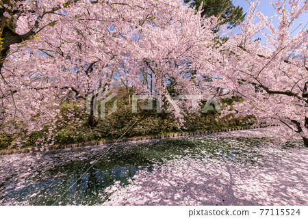 盛開的弘前市弘前公園 盛開的弘前市弘前公園 77115524