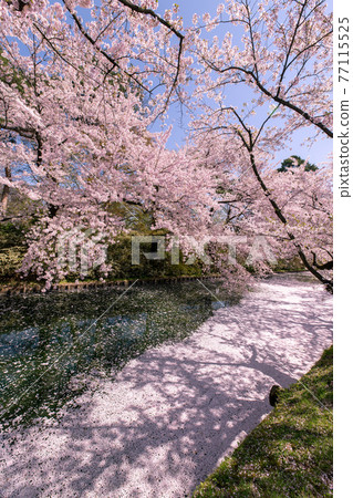Hirosaki City Hirosaki Park in full bloom 77115525