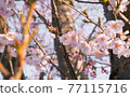 Cherry Blossoms	 77115716
