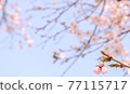 Cherry Blossoms	 77115717