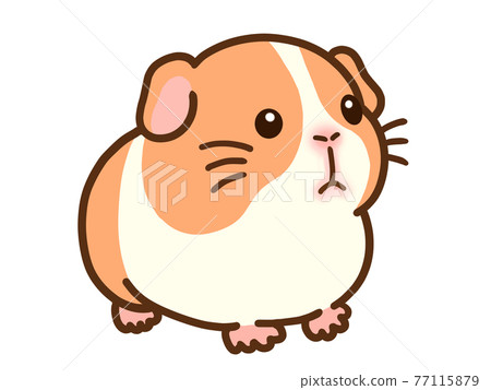 豚鼠插畫素材3 豚鼠插畫素材3 77115879