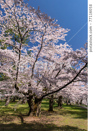 Hirosaki City Hirosaki Park in full bloom 77116058