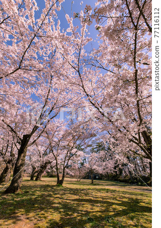 盛開的弘前市弘前公園 盛開的弘前市弘前公園 77116112