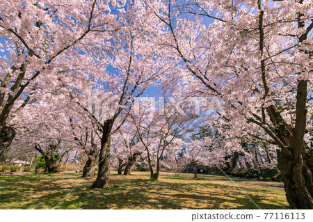 盛開的弘前市弘前公園 盛開的弘前市弘前公園 77116113