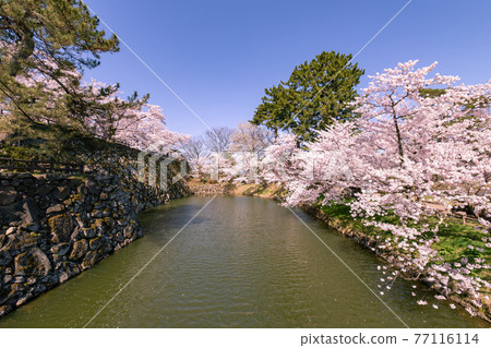 盛開的弘前市弘前公園 盛開的弘前市弘前公園 77116114