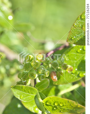 年輕的藍莓果實 年輕的藍莓果實 77116264