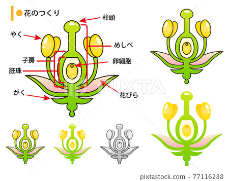 花結構圖解說明 花結構圖解說明 77116288