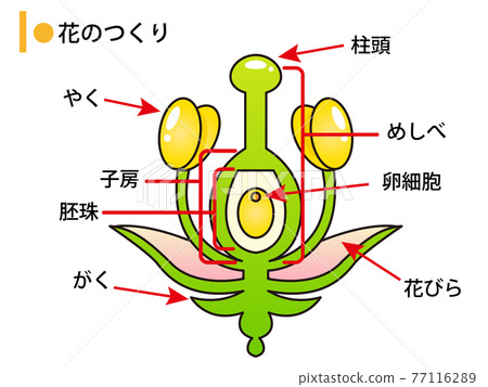 花結構圖解 2 花結構圖解 2 77116289