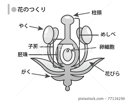 Illustrated illustration of flower structure 3 - Stock Illustration ...