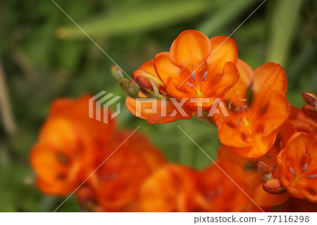 Orange tritonia flowers 77116298