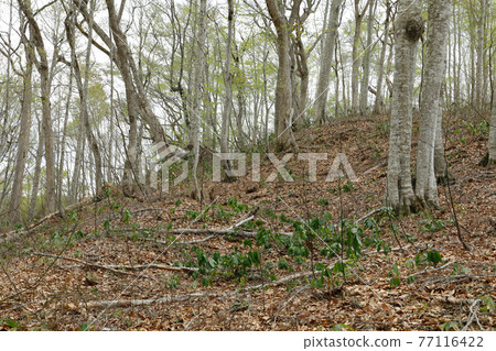 Beech forest that has begun to sprout, evergreen Ezo Yuzuriha on the forest floor Tadami Town, Fukushima Prefecture 77116422