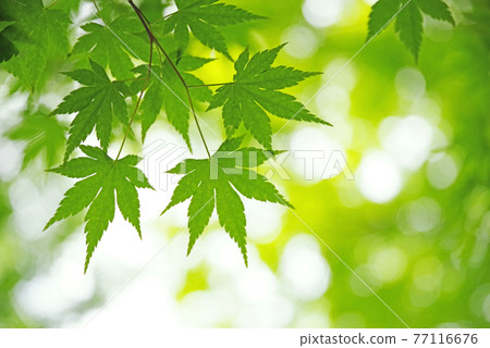 Fresh green of maple [landscape / natural material] 77116676