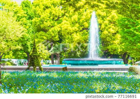 春天在日本東京千代田區日比谷公園內的Nemophila花壇 77116691