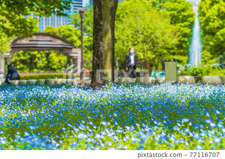 春天在日本東京千代田區日比谷公園內的nemophila花壇 照片素材 圖片 圖庫