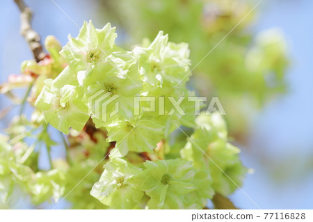 雙櫻花盛開 (Gyoikou) 藍天背景 雙櫻花盛開 (Gyoikou) 藍天背景 77116828