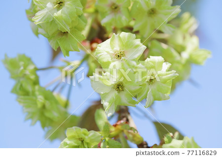 閃耀在藍天下的重瓣盛開（Gyoikou） 77116829