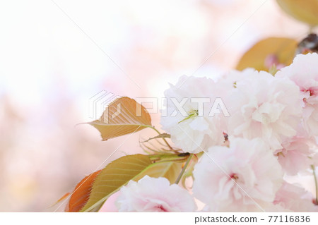 盛開的八重櫻 (Fugenzo) 特寫攝影 77116836