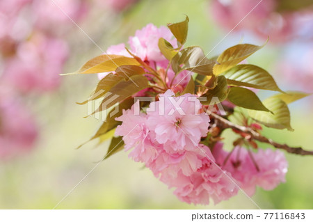 盛開的重瓣櫻花(關山)特寫攝影 盛開的重瓣櫻花(關山)特寫攝影 77116843