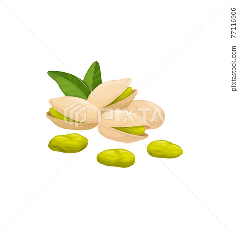 Open pistachio nut in hard shell isolated pistache 77116906