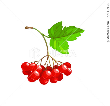 Bunch of viburnum ripe fruits or berries isolated Bunch of viburnum ripe fruits or berries isolated 77116936