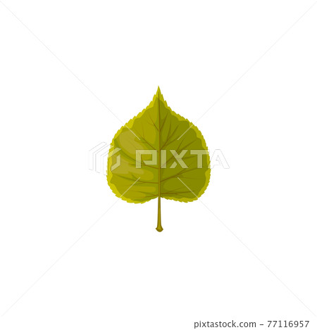 Linden leaf vector icon, cartoon tree foliage Linden leaf vector icon, cartoon tree foliage 77116957