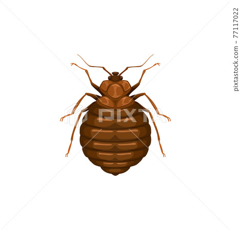 Bedbug icon, insect parasite, bed bug pest control 77117022