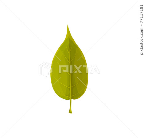 Leaf of green tree, autumn and fall foliage icon 77117181