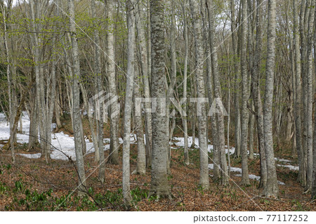Beech forest that has begun to sprout Tadami Town, Fukushima Prefecture Beech forest that has begun to sprout Tadami Town, Fukushima Prefecture 77117252