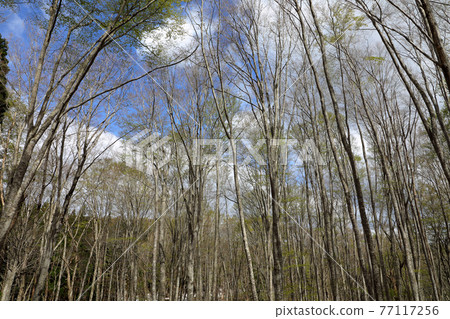 福島縣忠見町開始萌芽的山毛櫸林 77117256