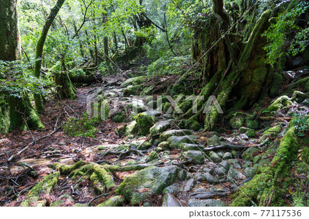 Yakushima Shiratani Unsuikyo Taikoiwa Round-Trip Course 77117536
