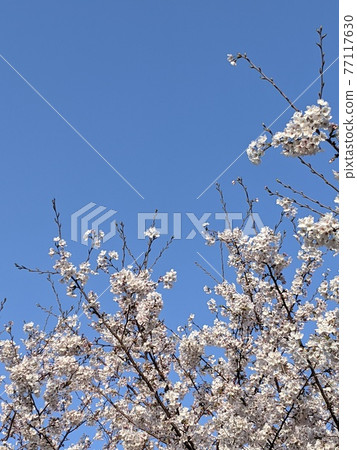 Cherry blossoms blooming toward the heavens 77117630