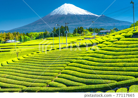 "Shizuoka Prefecture" Scenery of Mt. Fuji and a tea plantation "Shizuoka Prefecture" Scenery of Mt. Fuji and a tea plantation 77117665