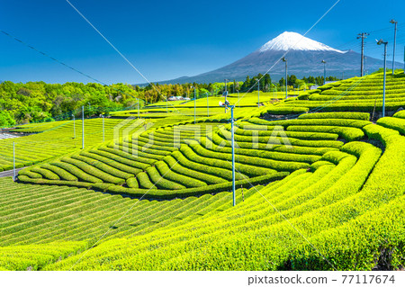 “靜岡縣”富士山風景和茶園 “靜岡縣”富士山風景和茶園 77117674
